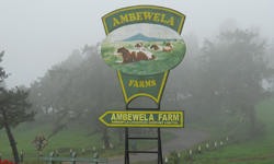 Ambewela livestock farm