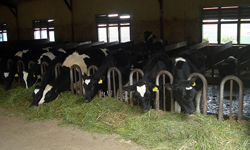 Ambewela Dairy farm